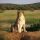 Supreme Court Upholds Little Caesar’s Right to Feed Christian Employees to Lions
