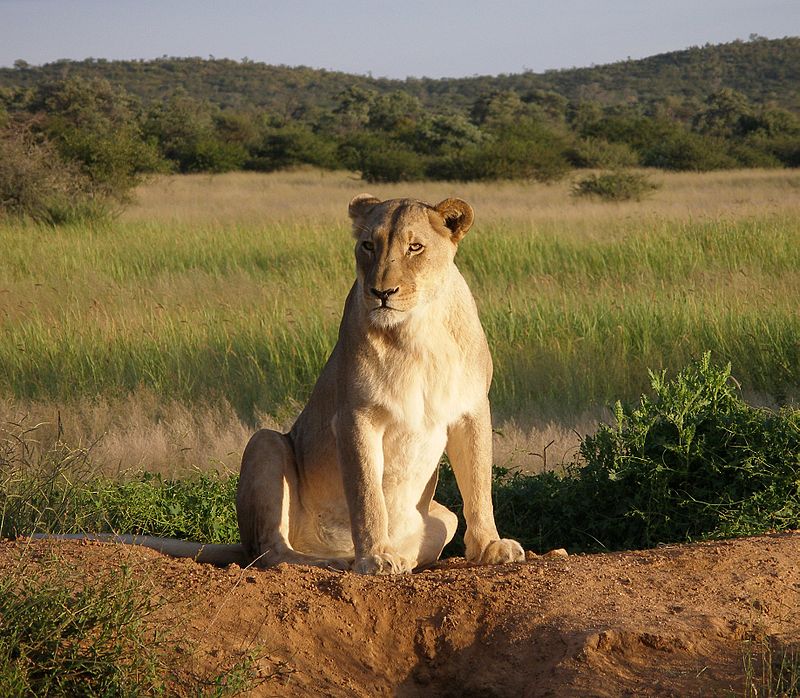 Supreme Court Upholds Little Caesar’s Right to Feed Christian Employees to Lions